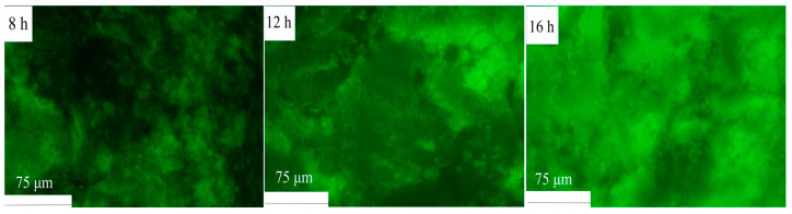 PMC11548347 – polymers-16-03032-f010