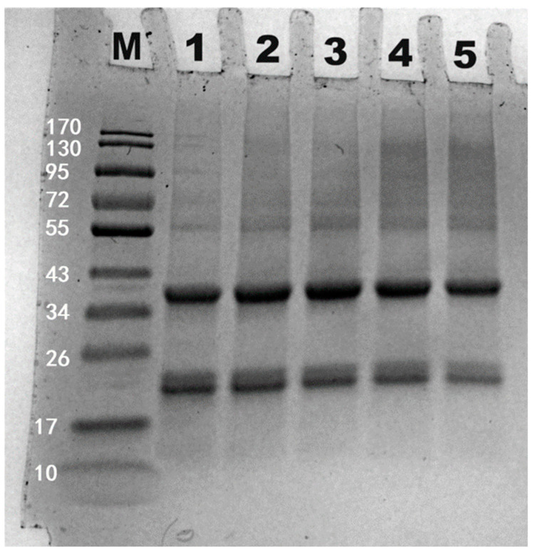 PMC11548347 – polymers-16-03032-f016