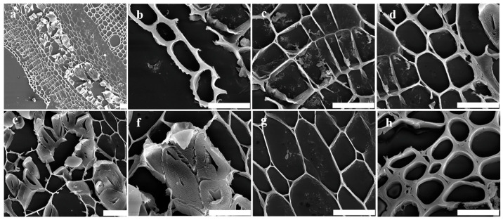 PMC11678562 – polymers-16-03592-f001