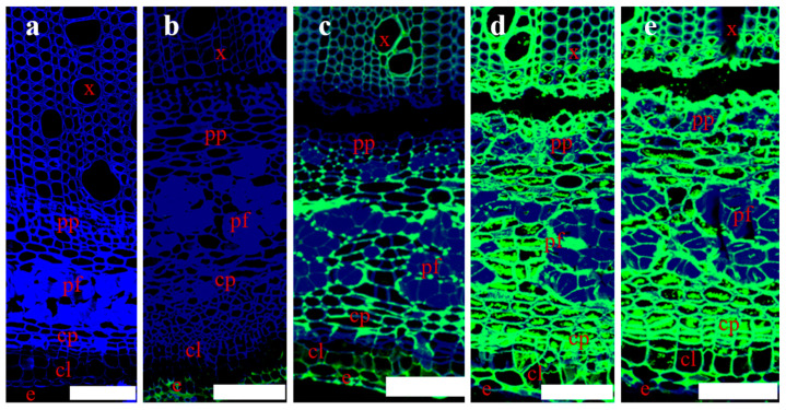 PMC11678562 – polymers-16-03592-f004