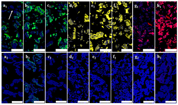 PMC11678562 – polymers-16-03592-f006