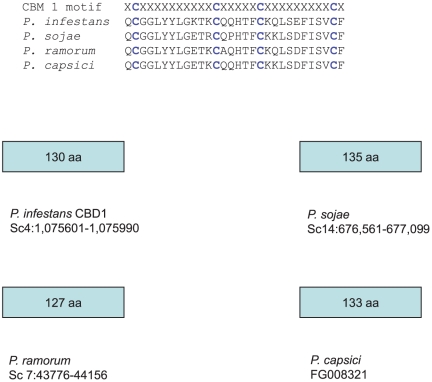 PMC3160888 – pone-0023555-g003