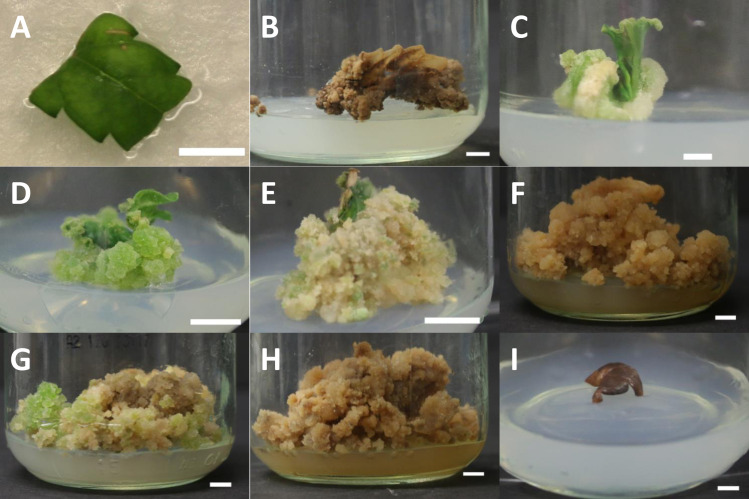 PMC8363012 – pone.0235525.g002