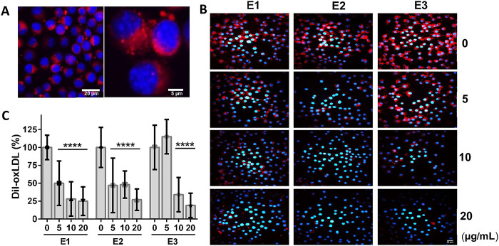 PMC11661628 – pone.0310777.g003