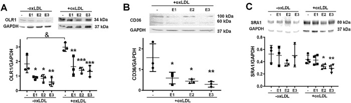 PMC11661628 – pone.0310777.g006