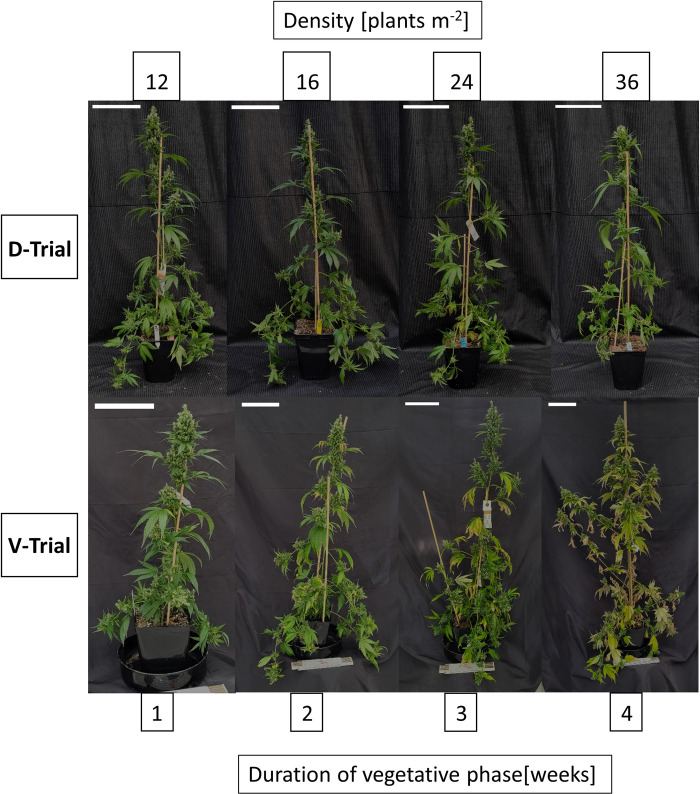 PMC11684660 – pone.0315951.g003