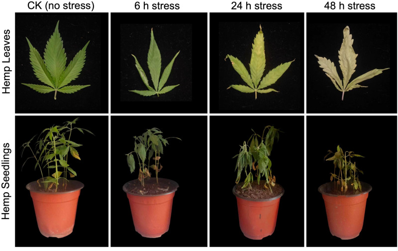 PMC12194151 – pone.0326434.g001