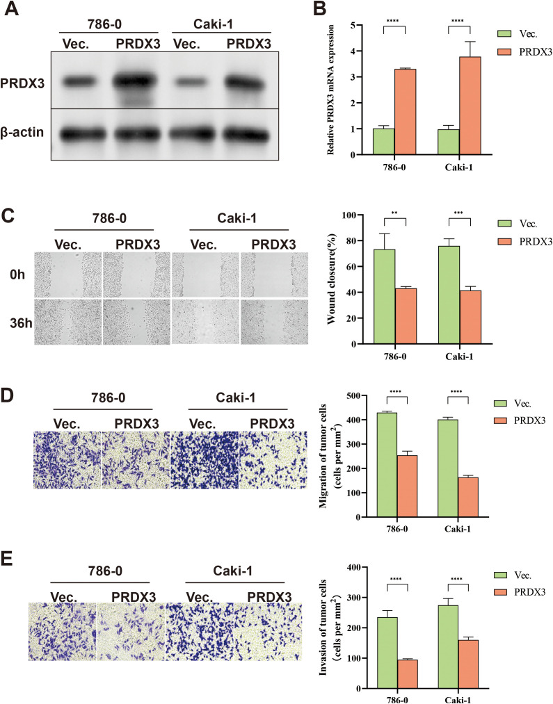 PMC12991247 – pone.0345095.g009