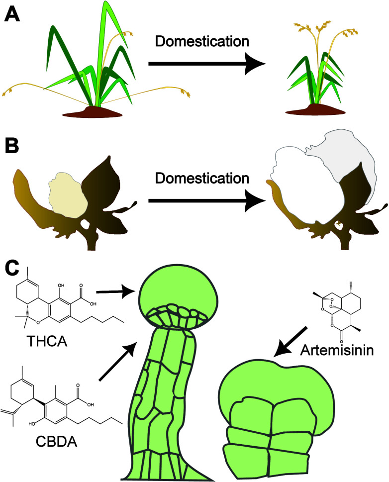 PMC11036505 – fig1