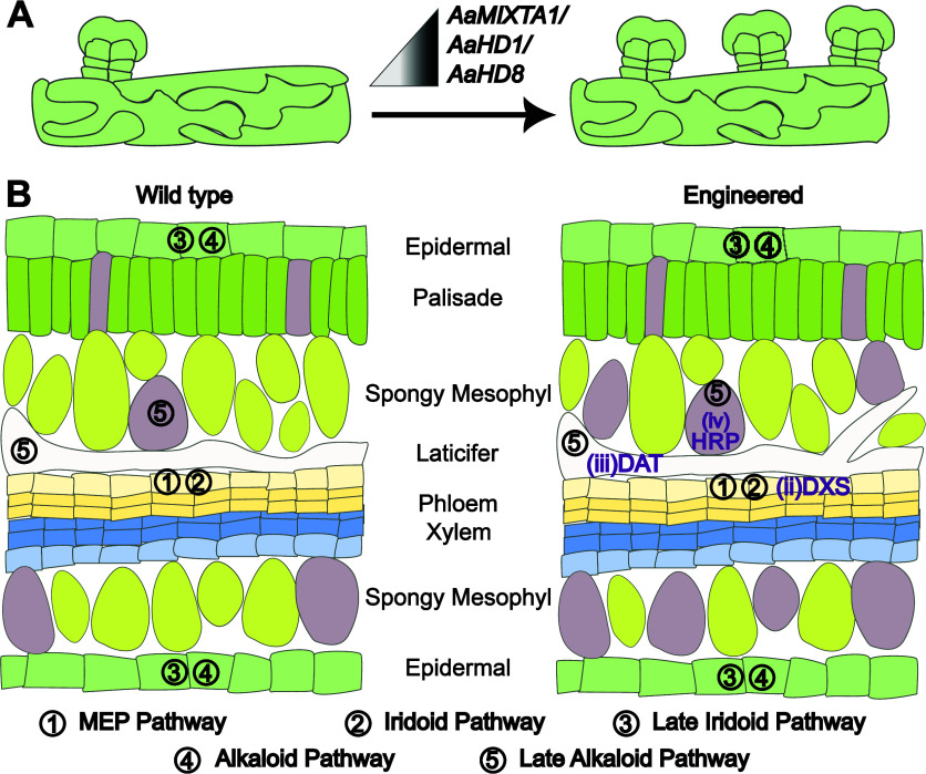 PMC11036505 – fig5