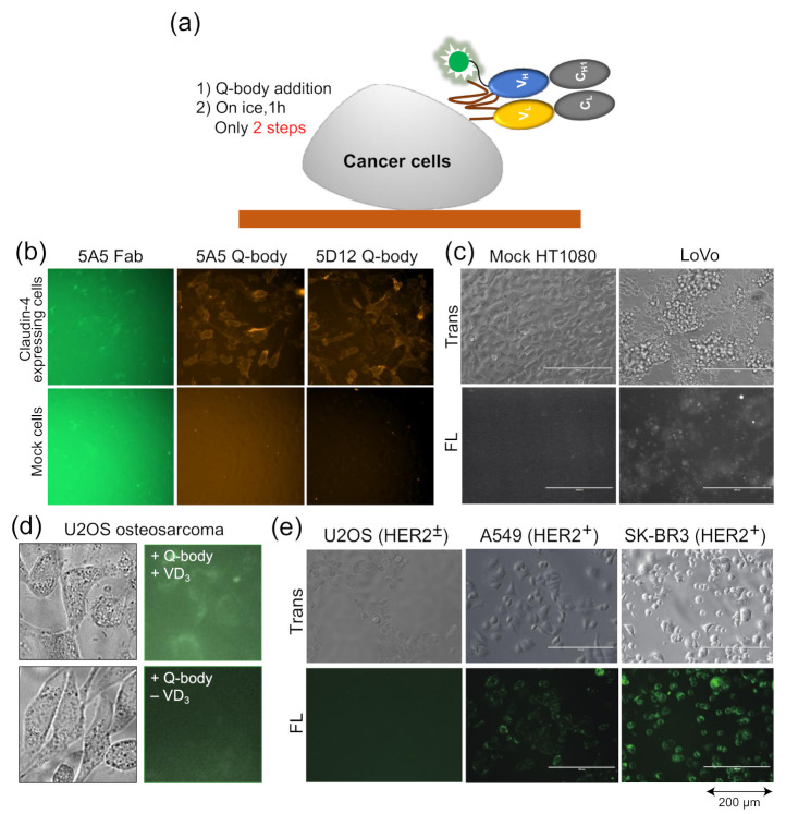PMC7916128 – sensors-21-01223-f004