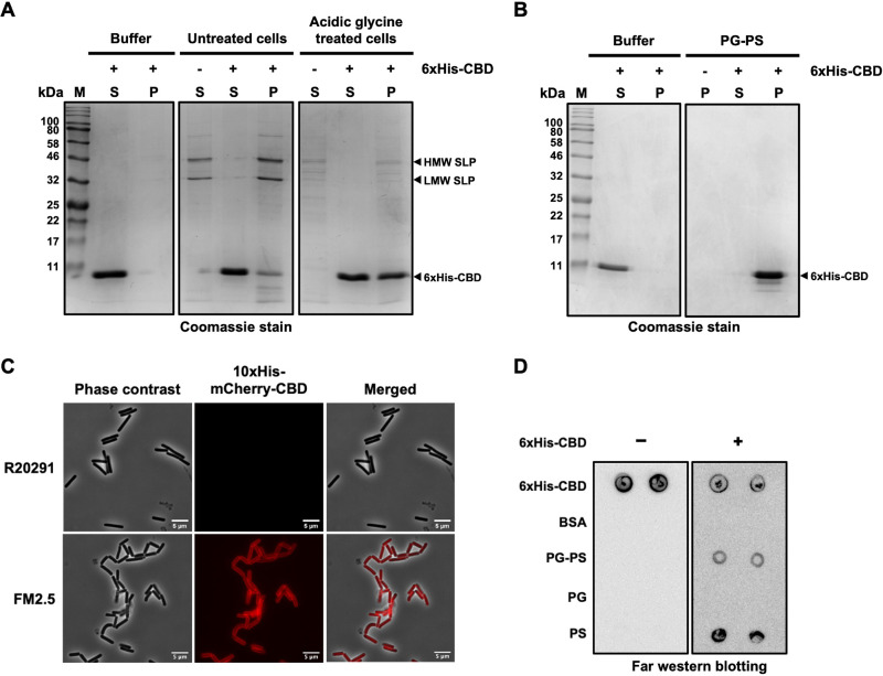 PMC9045149 – fig2