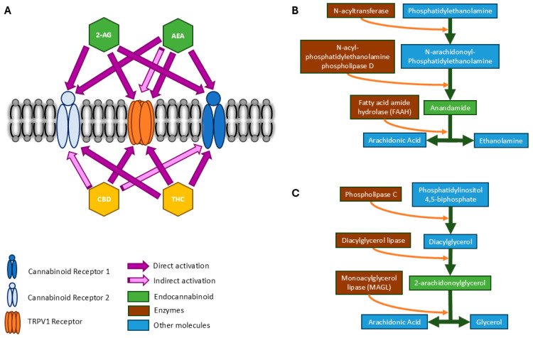 PMC12473783 – sports-13-00320-f001