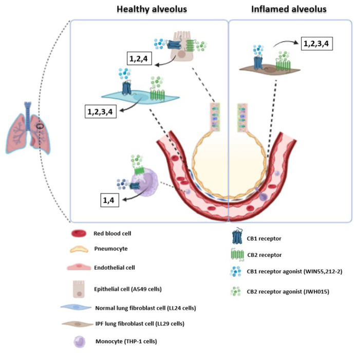 PMC11698192 – f1-tjb-48-06-379