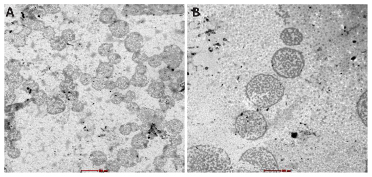 PMC11265886 – f6-tjc-48-02-229