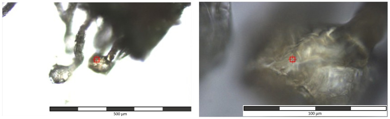 PMC8948958 – toxics-10-00115-f002