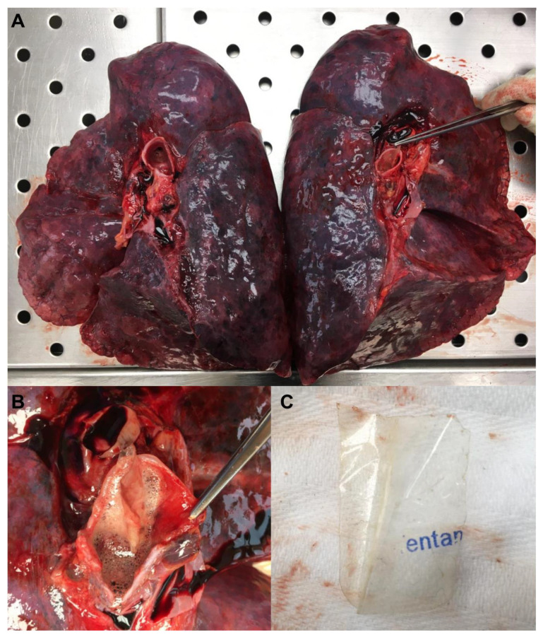 PMC9863810 – toxics-11-00046-f001