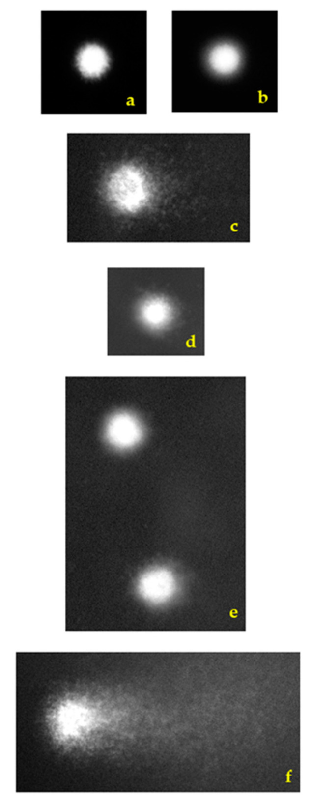 PMC11679033 – toxins-16-00534-f005