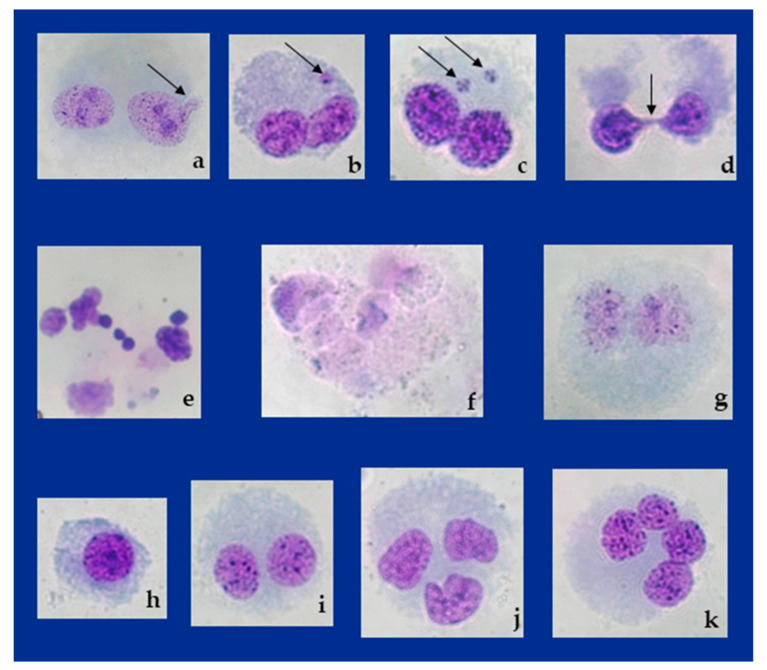 PMC11679033 – toxins-16-00534-f006
