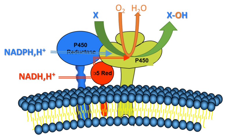 PMC10395683 – f1-turkjmedsci-52-5-1425