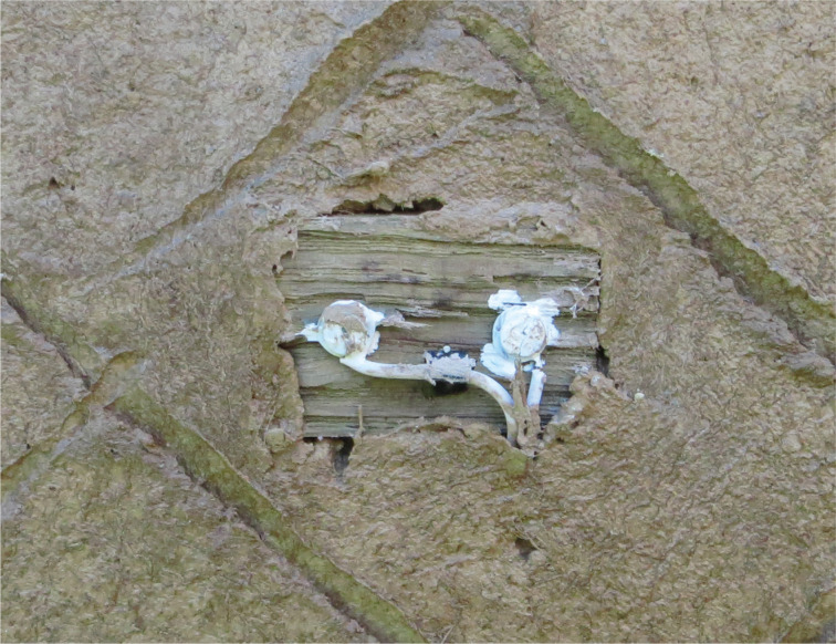 PMC10171421 – fg007