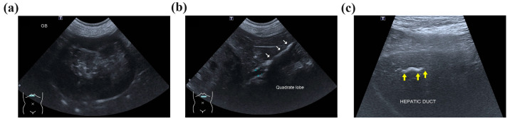 PMC11360208 – vetsci-11-00378-f001