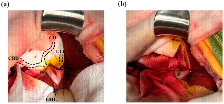 PMC11360208 – vetsci-11-00378-f003