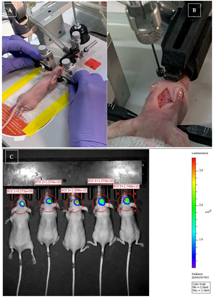 PMC12390246 – vetsci-12-00735-f001