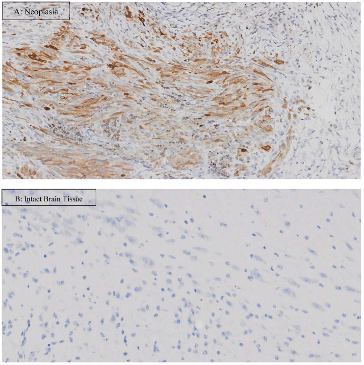 PMC12390246 – vetsci-12-00735-f004