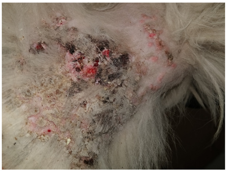 PMC13119673 – vetsci-13-00403-f004