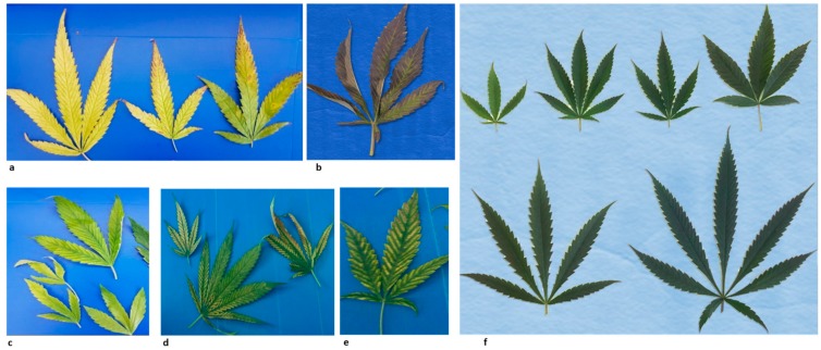 PMC6784094 – viruses-11-00802-f001