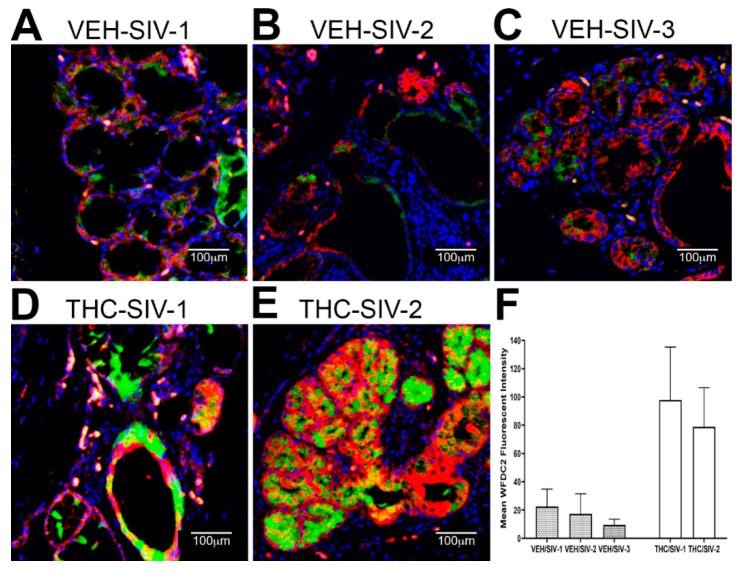 PMC7412369 – viruses-12-00713-f003