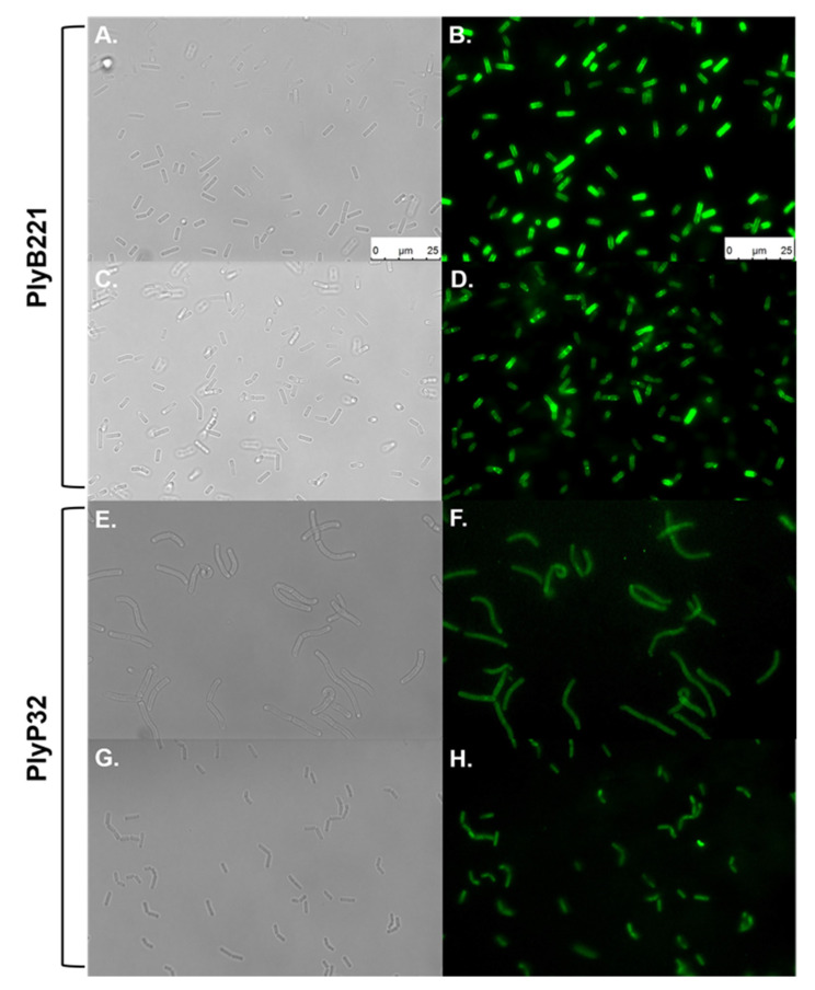 PMC7551664 – viruses-12-01052-f008