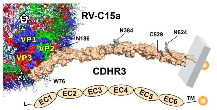 PMC7911512 – viruses-13-00159-f006