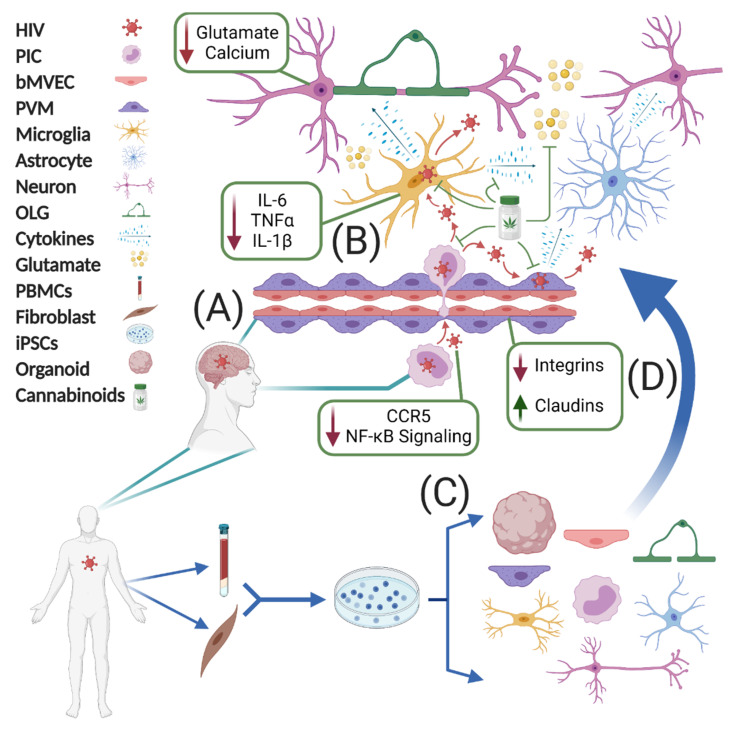 PMC8310358 – viruses-13-01242-f001