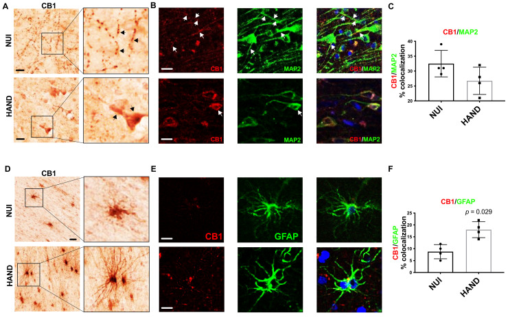 PMC8473156 – viruses-13-01742-f004