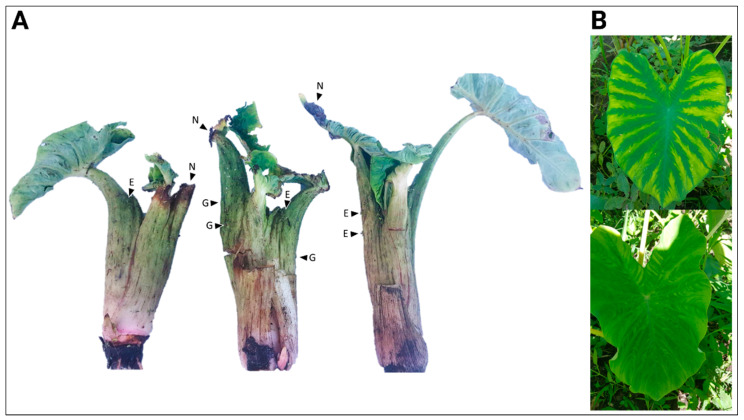 PMC9320088 – viruses-14-01410-f001