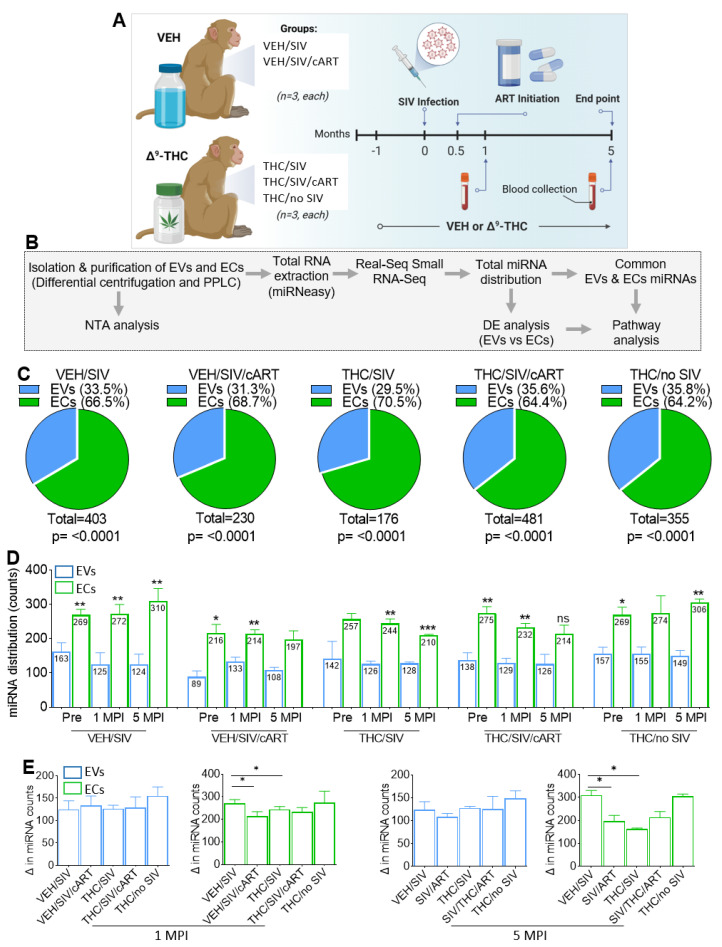 PMC10053514 – viruses-15-00623-f001