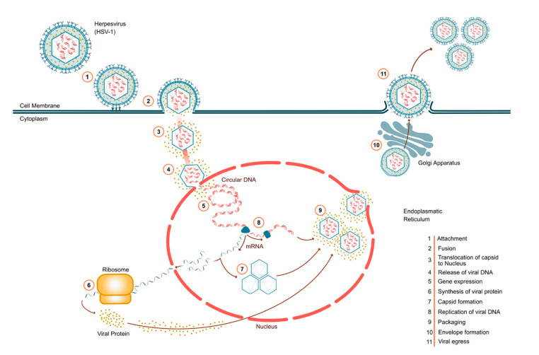 PMC10301284 – viruses-15-01314-f001