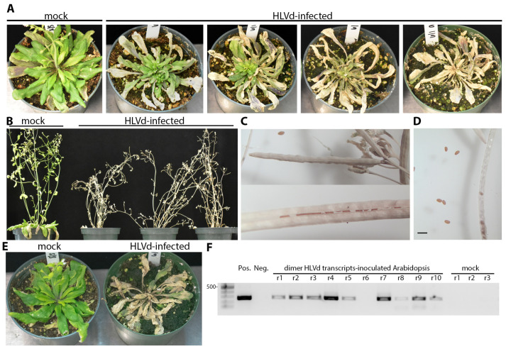 PMC10819085 – viruses-16-00030-f007