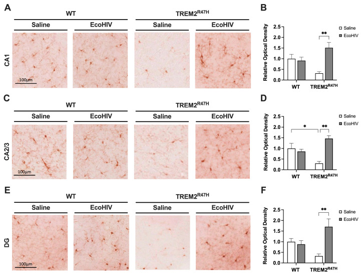 PMC11512329 – viruses-16-01509-f002