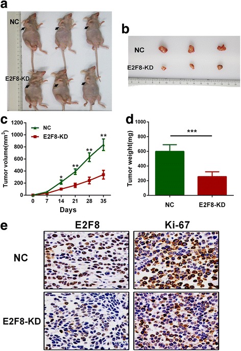PMC5341194 – Fig3