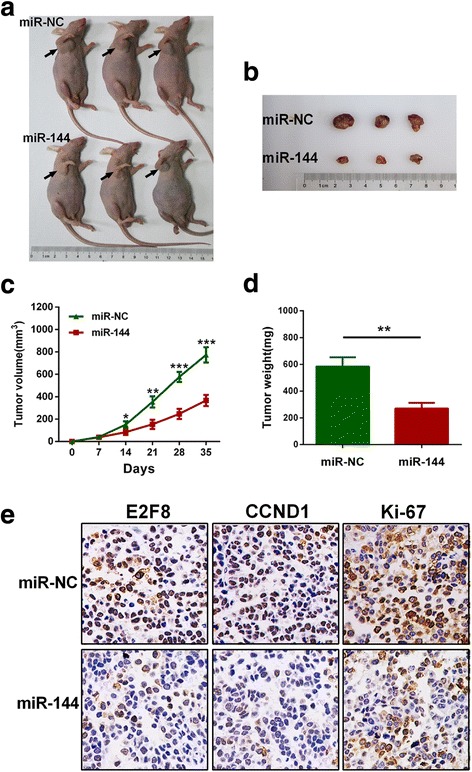 PMC5341194 – Fig7