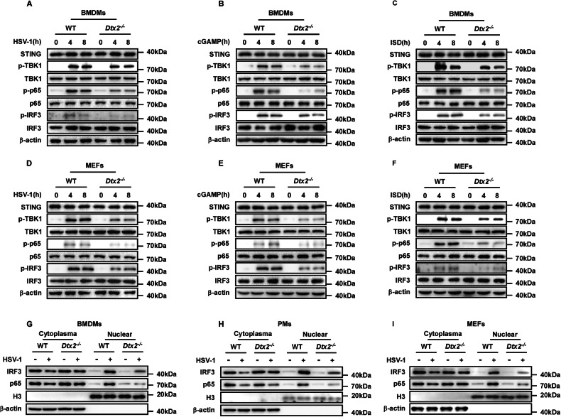 PMC13150011 – Fig2