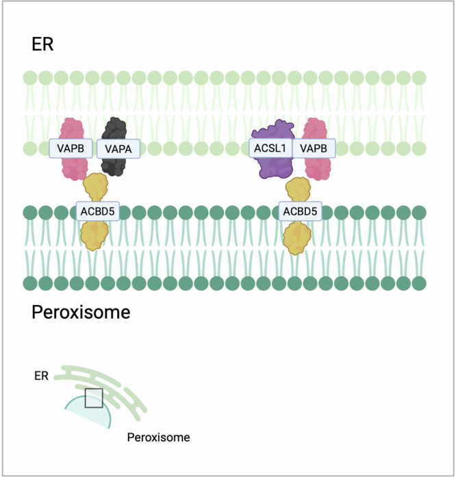 PMC13183906 – Fig5