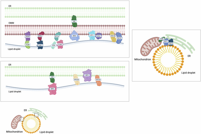 PMC13183906 – Fig6
