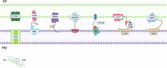 PMC13183906 – Fig7