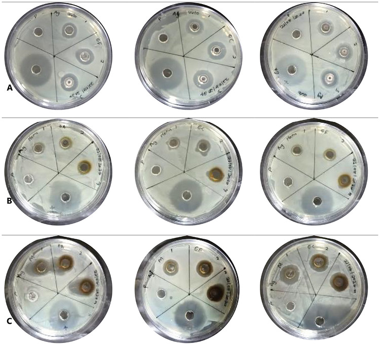 PMC13168843 – cbdv71335-fig-0006
