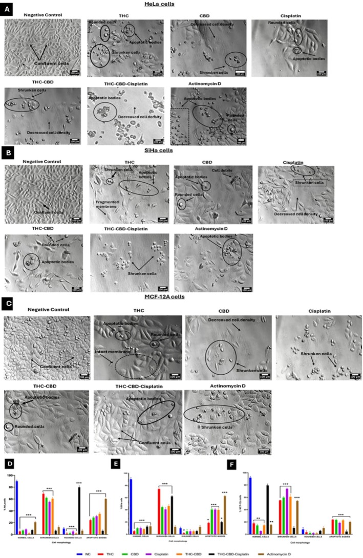 PMC13128291 – cnr270561-fig-0002