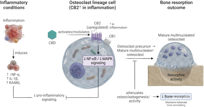PMC13129851 – fig6